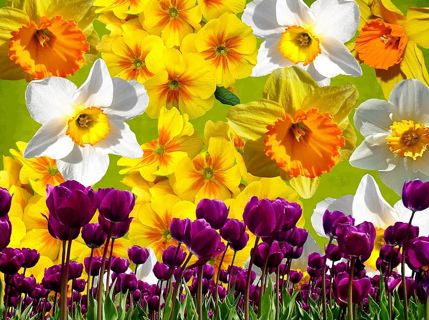 graficzny, żonkile, Wielkanoc, wiosna, żółty, narcyz pseudonarcissus, osterglocken, Natura, wielkanocne powitanie, kwitnąć, kwiat