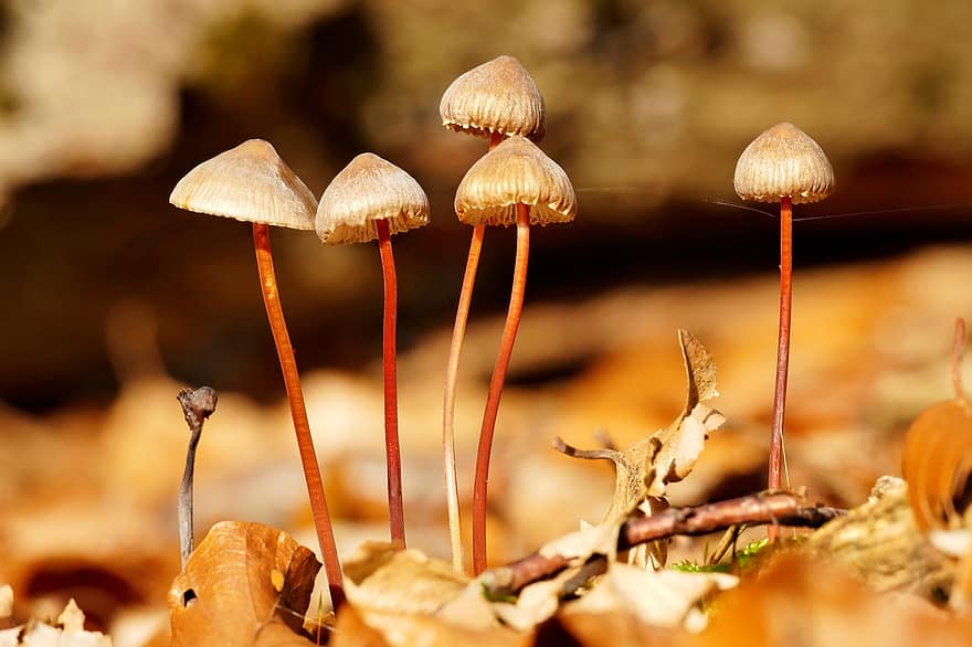 champignons, paddestoel, fungus, scherm schimmel, Bos, grond, schijf schimmel, herfst