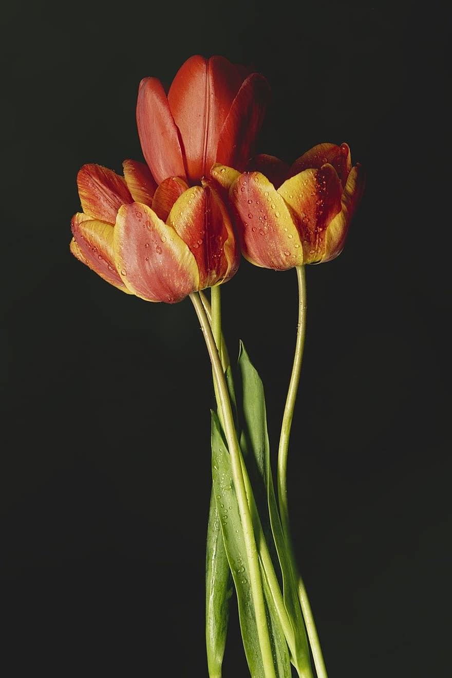 tulipan, blomster, plante