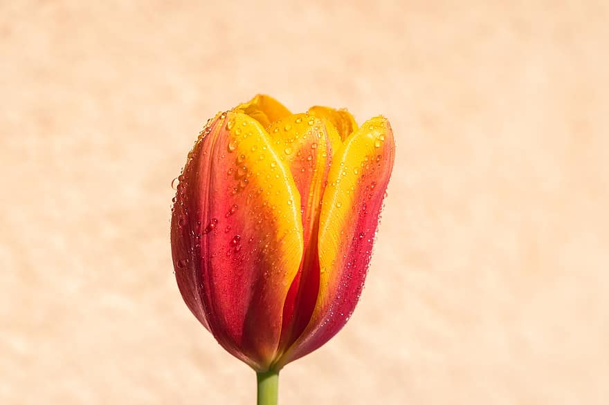 tulipán, flor, gotas de rocío, de cerca, naturaleza, primavera, floración, flora, cabeza de flor, pétalo, planta