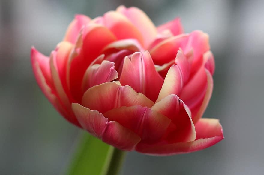 tulipaner, blomster, korn, rosa blomster, blomst, vår, natur, rosa tulipaner, nærbilde, anlegg, petal