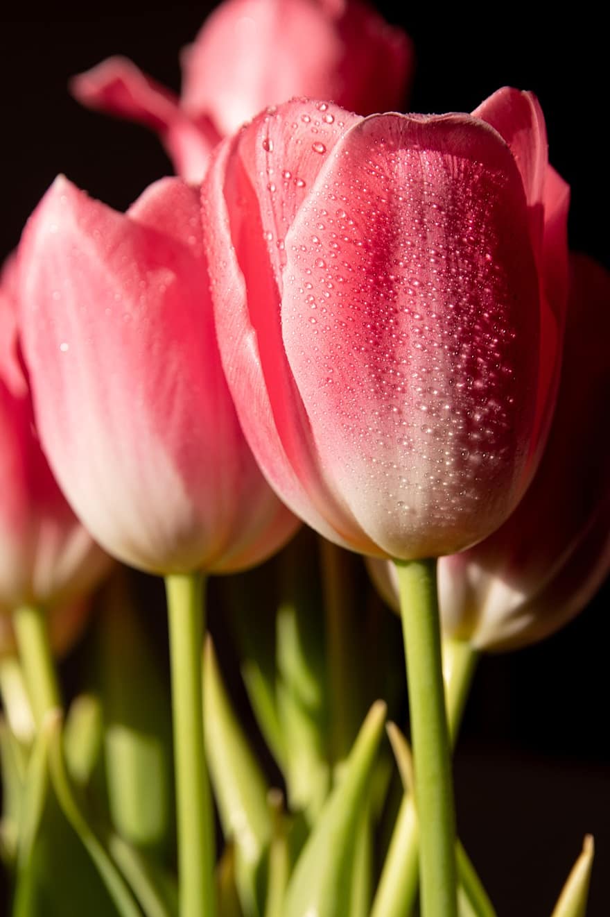flors, tulipes roses, tulipes, flors de color rosa, naturalesa, florir, jardí, tulipa, flor, cap de flor, planta
