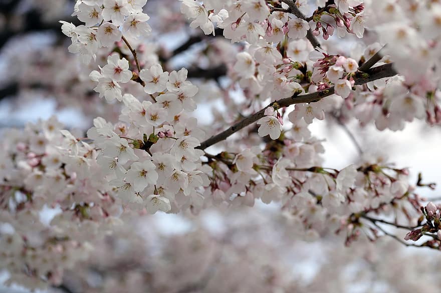 cseresznye virágok, Sakura, virágok, természet, bezár, tavaszi, tavasz, ág, közelkép, virág, fa