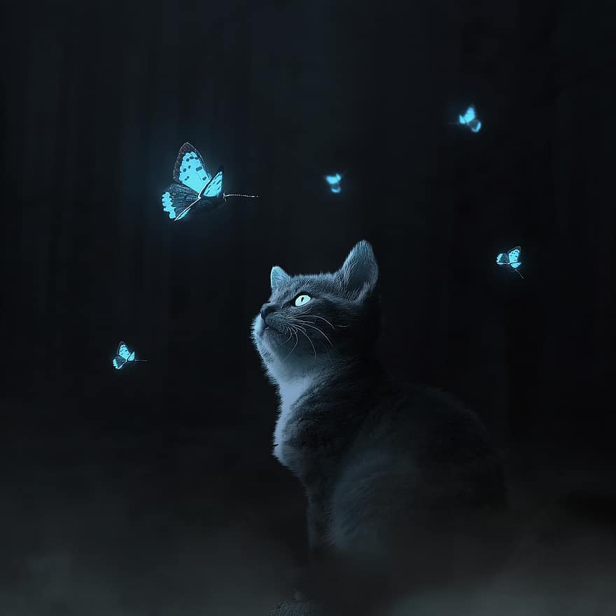 gato, mariposas, fantasía, bosque, noche, oscuro, insectos, iluminado, niebla, animal, felino