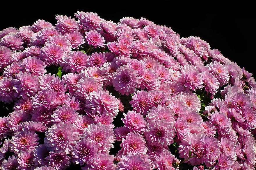 Flowers, Chrysanthemums, Pink Flowers, Nature, Bouquet, Garden, plant, close-up, flower, pink color, petal