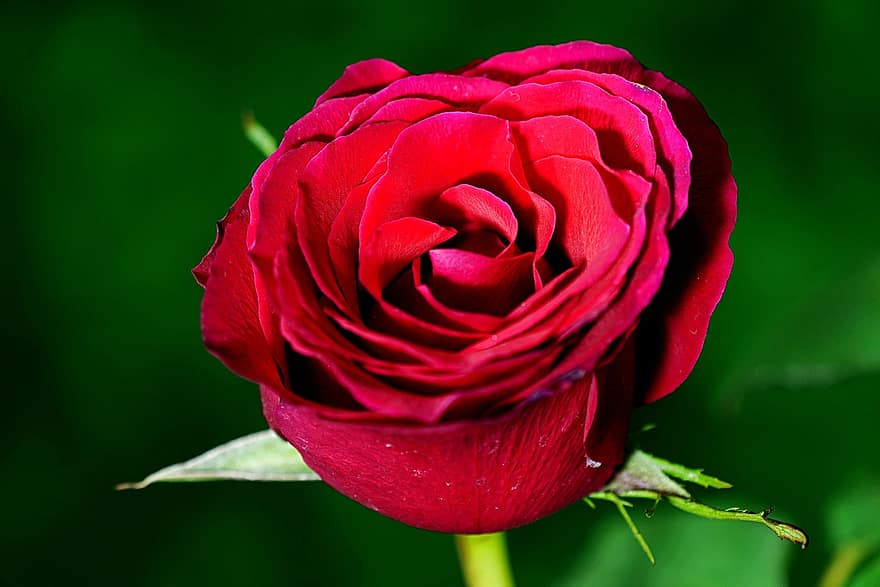 赤いバラ、ローズ、赤い花、庭園、フローラ、花弁、閉じる、花、葉、工場、ロマンス