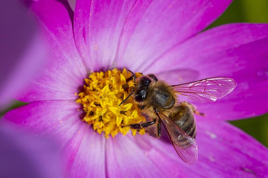 Bie, insekt, blomst, honningbie, vinger, pollen, pollinering, anlegg, naturlig, hage, natur