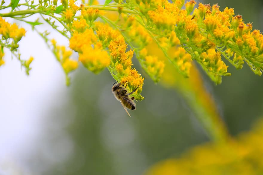 Goldenrods, včela, opylování, solidago, hmyz, makro, Příroda