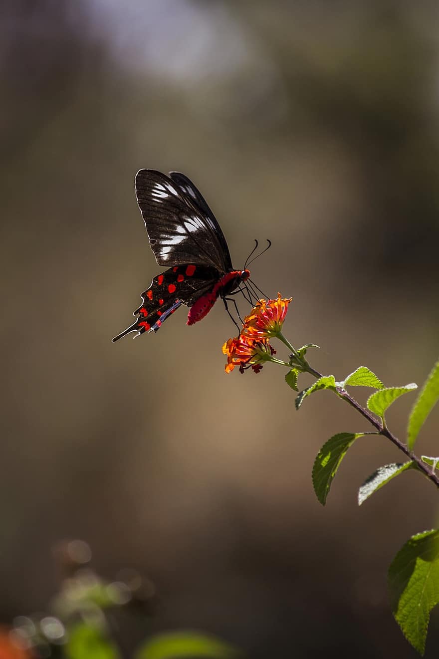 Swallowtail manchado de rubi, borboleta, inseto, flor, asas, plantar, jardim, natureza, fechar-se, multi colorido, verão