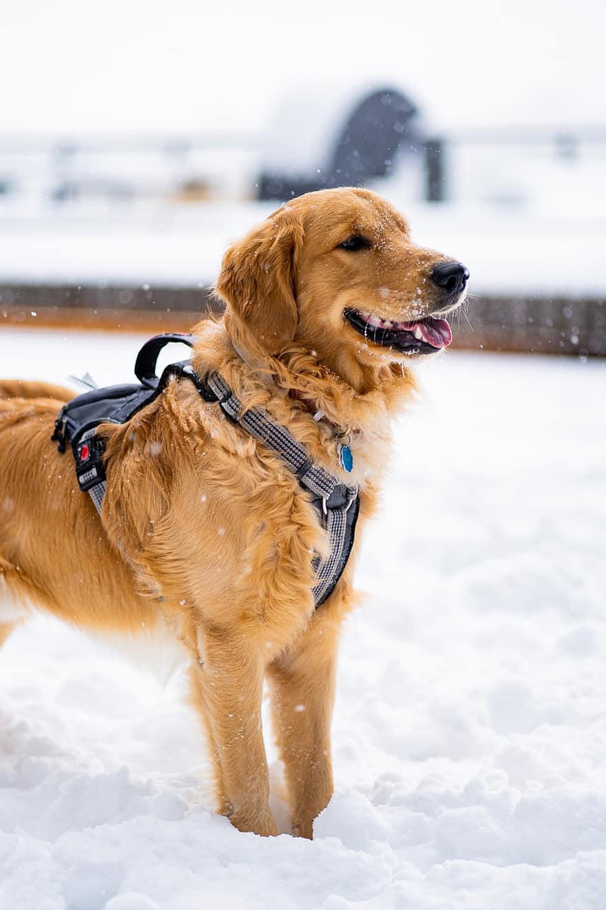 hund, golden retriever, vinter-, sällskapsdjur, snö, hund-, husdjur, söt, renrasad hund, retriever, ett djur