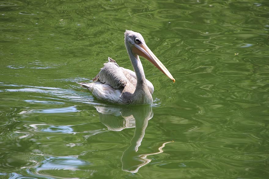 pelikán, vízi madár, madár, vízimadarak, állat, tavacska, tó, víz, gázló, úszás, visszaverődés