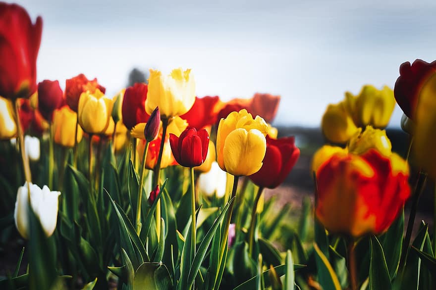 tulipani, fiori, campo, primavera, fiori di primavera, tulipano, fiore, estate, pianta, colore verde, giallo
