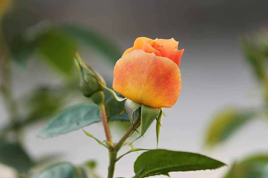 orange ros, reste sig, blomma, steg blom, kronblad, Rosblad, växt, flora, närbild, blad, sommar