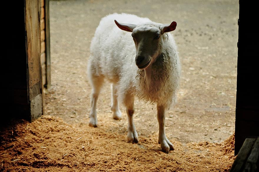 cừu, thú vật, cửa, nhà kho, động vật có vú, Vải, chăn nuôi, nông trại, nông nghiệp, nông thôn, đồng cỏ