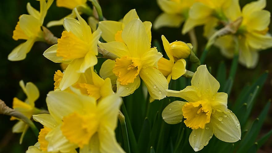 gele narcis, bloemen, regendruppels, narcissus pseudonarcissus, gele bloemen, de lente, dauw, dauwdruppels, planten, bloeien, geel