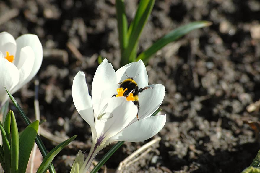 Insect, Flower, Bumblebee, Pollination, Entomology, Bloom, Blossom, Petals, Growth, close-up, plant