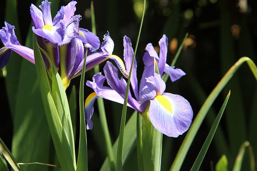Голубые лилии, голубые цветы, цветы, голубые лепестки, цветение, цвести, Флора, природа, растения, цветущие растения, весна