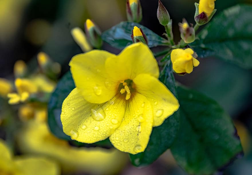 Wildflowers, Yellow Flowers, Garden, Spring, Bloom, Blossom, Plants, Flowers, Dewdrops, Droplets, Flora