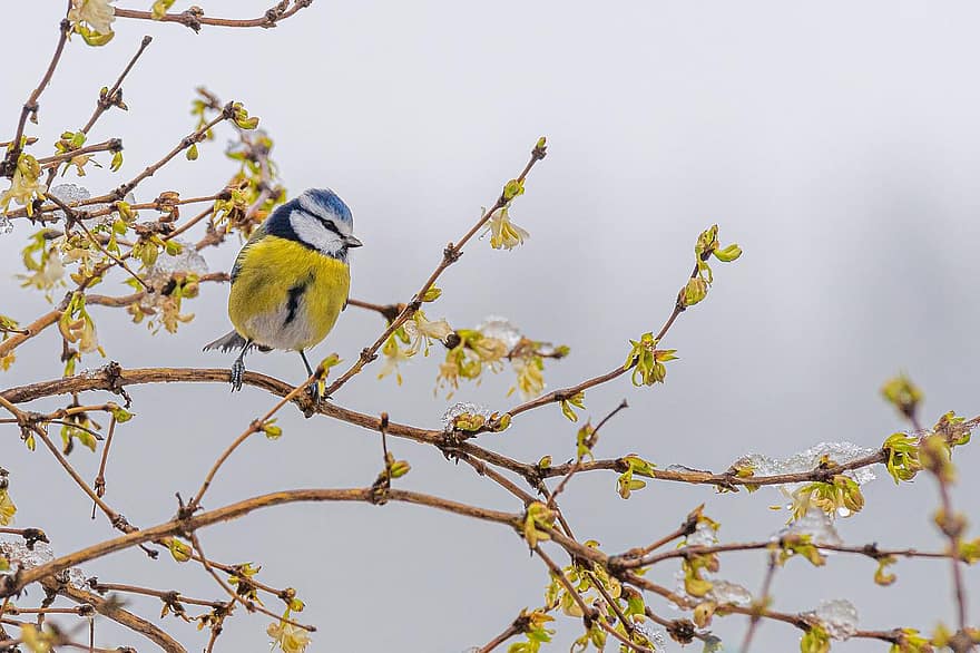 Bird, Blue Tit, Forsythia, Bush, Animal, Winter, branch, beak, feather, yellow, tree