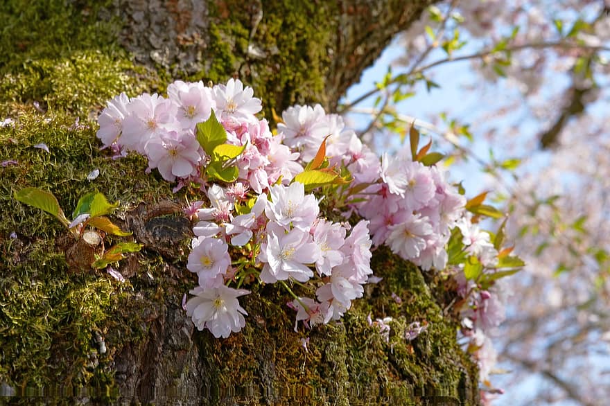 japanilainen kirsikka, koriste-kirsikka, kirsikankukka, kukkii, vaaleanpunaiset kukat, kevät, luonto, kasvi, kukka, puun lehti, lähikuva