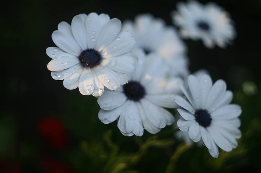 African Daisies, Flowers, White Flowers, Petals, Dew, Dewdrops, White Petals, Bloom, Blossom, Flora, Plant
