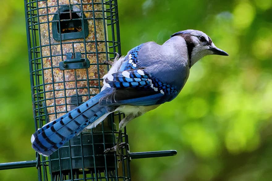 blue jay, uccello, mangiatoia per uccelli, uccello passeriforme, animale, natura, avvicinamento, bokeh, Bluejay, ornitologia, uccelli