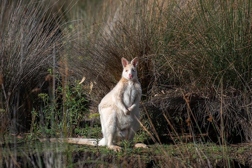 wallaby, Albino Bennetts Wallaby, albino, makropus rufogriseus, pungdyr, pattedyr, dyr, dyreliv, vild, genetisk mutation, Genetisk variation
