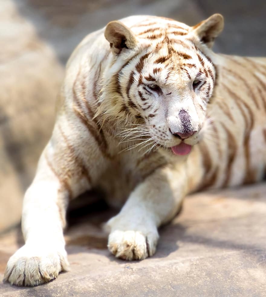 tiger, dyr, albino tiger, dyrehage, stor katt, striper, feline, pattedyr, natur, dyreliv, stripete