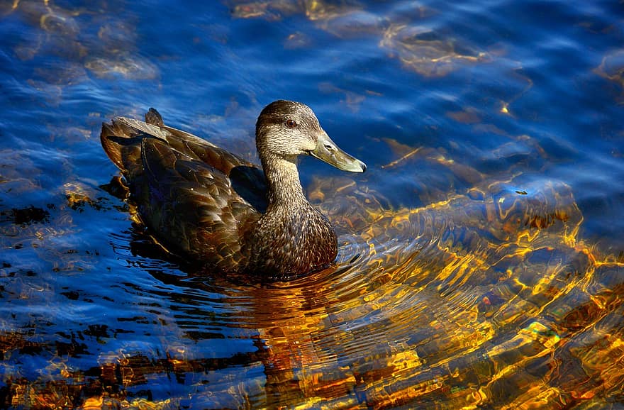 Duck, Lake, Reflections, Black Duck, Nature, Colors, Waterfowl, Birds, Feathers, Creature, Biodiversity
