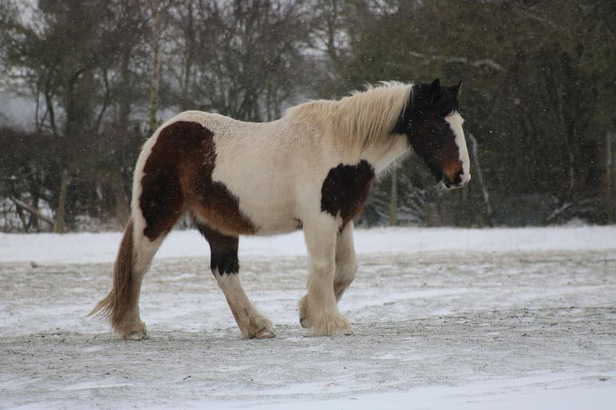 cheval, poney, épi, cheval hongre, étalon, jument, neige, hiver, Skewbald