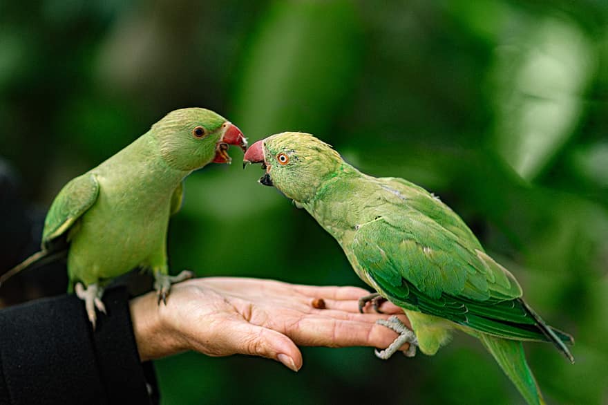 papoušci, ruka, park, krmení, pták, domácí zvíře, divoký, zelená, krmivo