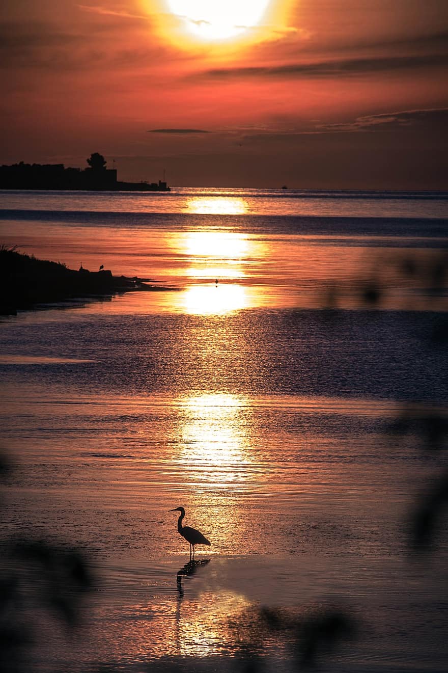 Sunset, Sea, Crane, Silhouette, Sun, Sunlight, Bird, Animal, Reflection, Water, Lake