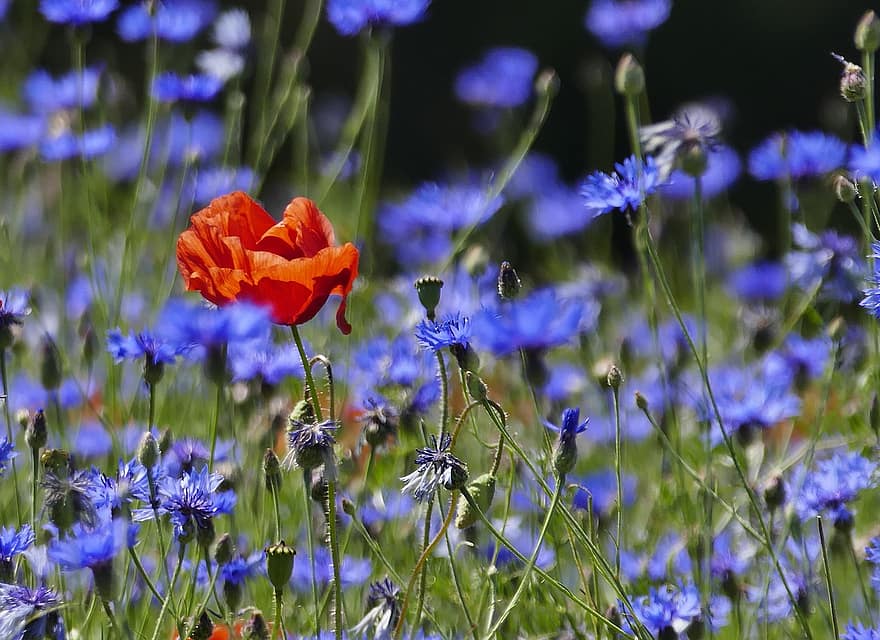 coquelicot, les bleuets, Prairie, bourgeons, fleurs, fleurs sauvages, coquelicot rouge, fleurs bleues, Floraison, fleur, prairie de printemps