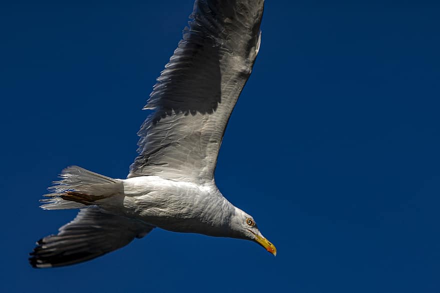 Seagull, Gull, Bird, Seabird, Flying Bird, Flight, Wings, Motion, Sky, Nature