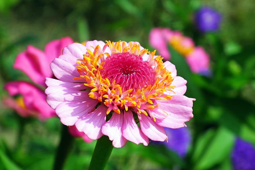 Flower, Zinnia, Color, Macro, Plant, Garden, Nature, Summer, Closeup, Beauty