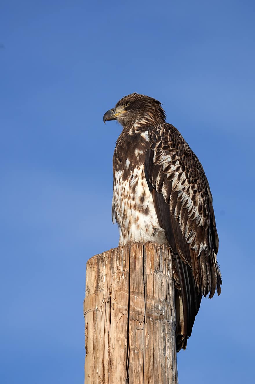 Eagle, Bird, Feather, Raptor, Young, Post, Colorado, Nature