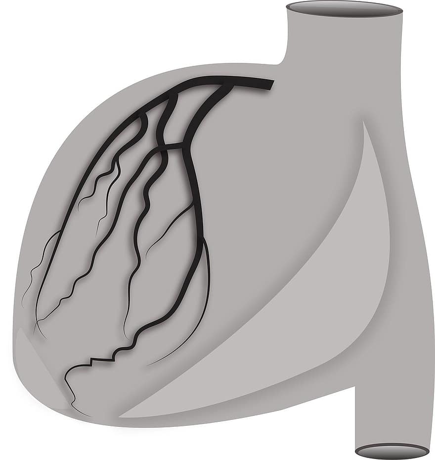 Arteria coronaria sinistra, Lcm, cuore, anatomia