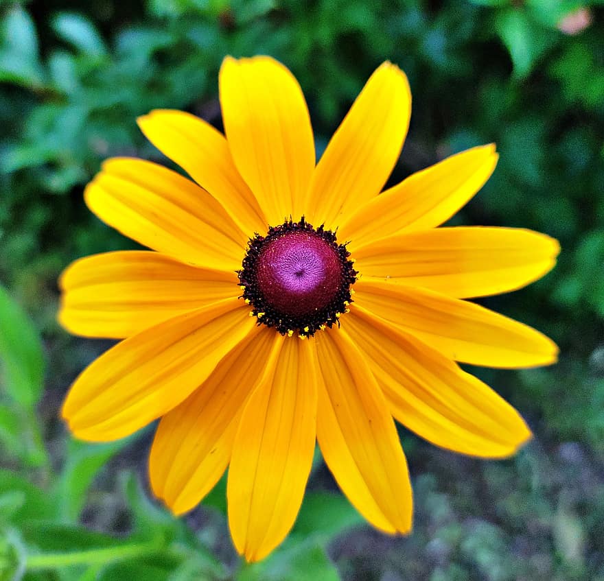 coneflower, λουλούδι, κίτρινο άνθος, πέταλα, κίτρινα πέταλα, ανθίζω, άνθος, χλωρίδα, φύση