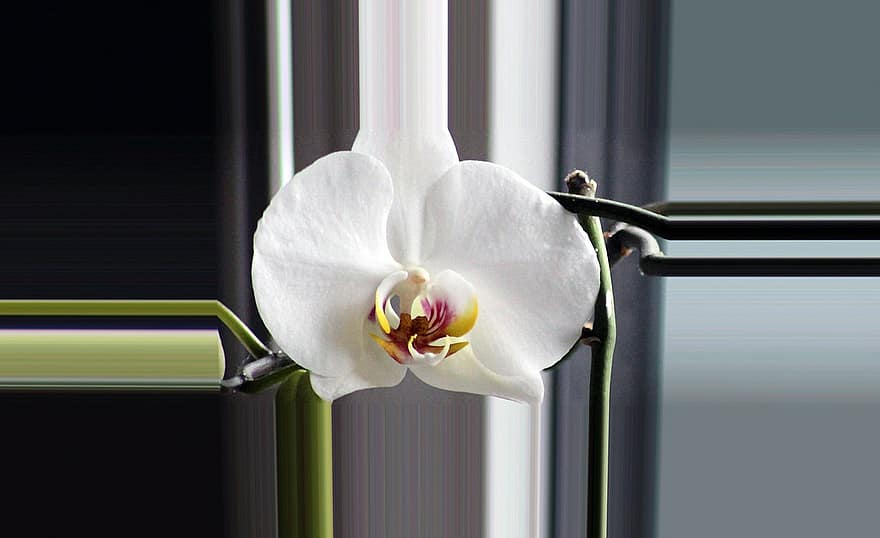 орхидея, цвести, цветение, белый, завод, Дикая орхидея, цветы, природа, лист, зеленый, макрос