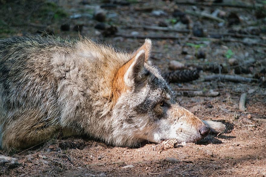 chó sói, canis lupus, răng nanh, thú vật, động vật ăn thịt, động vật có vú, động vật hoang da, Thiên nhiên, chân dung động vật