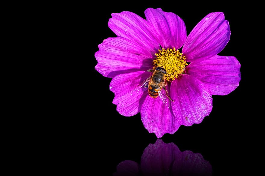 flor, abeja, polinización, insecto, entomología, floración, cosmos, botánica, planta, crecimiento, polen