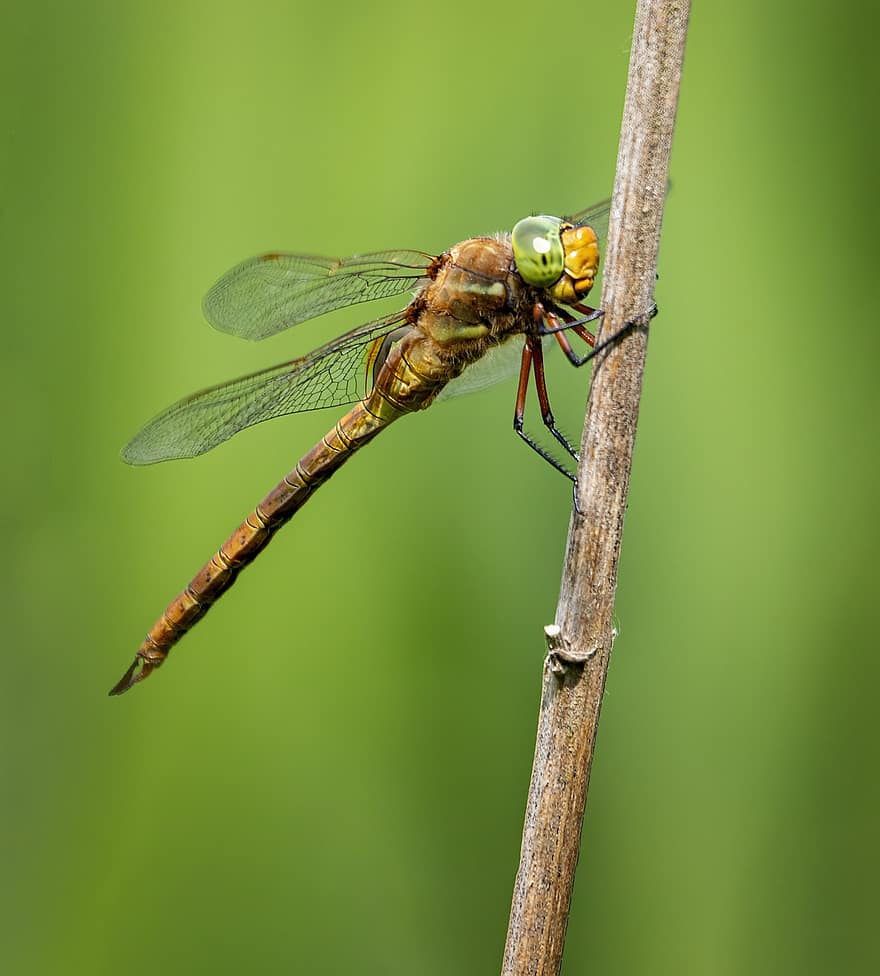 dragonfly, insekt, kvist, Norfolk-hauker, hawker dragonfly, vinger, anlegg, natur