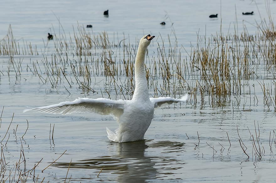 Swan, Bird, Lake, Flapping, Waterfowl, Water Bird, Aquatic Bird, Animal, Wings, Feathers, Plumage