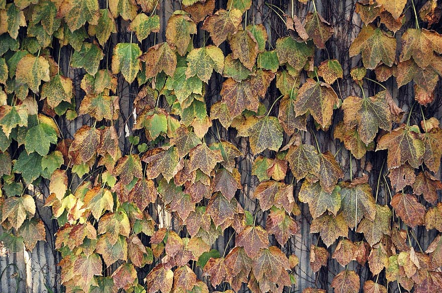 كرمة ، اوراق اشجار ، أوراق الشجر ، الخريف ، طبيعة ، ورقة الشجر ، الخلفيات ، الأصفر ، الموسم ، نبات ، شجرة