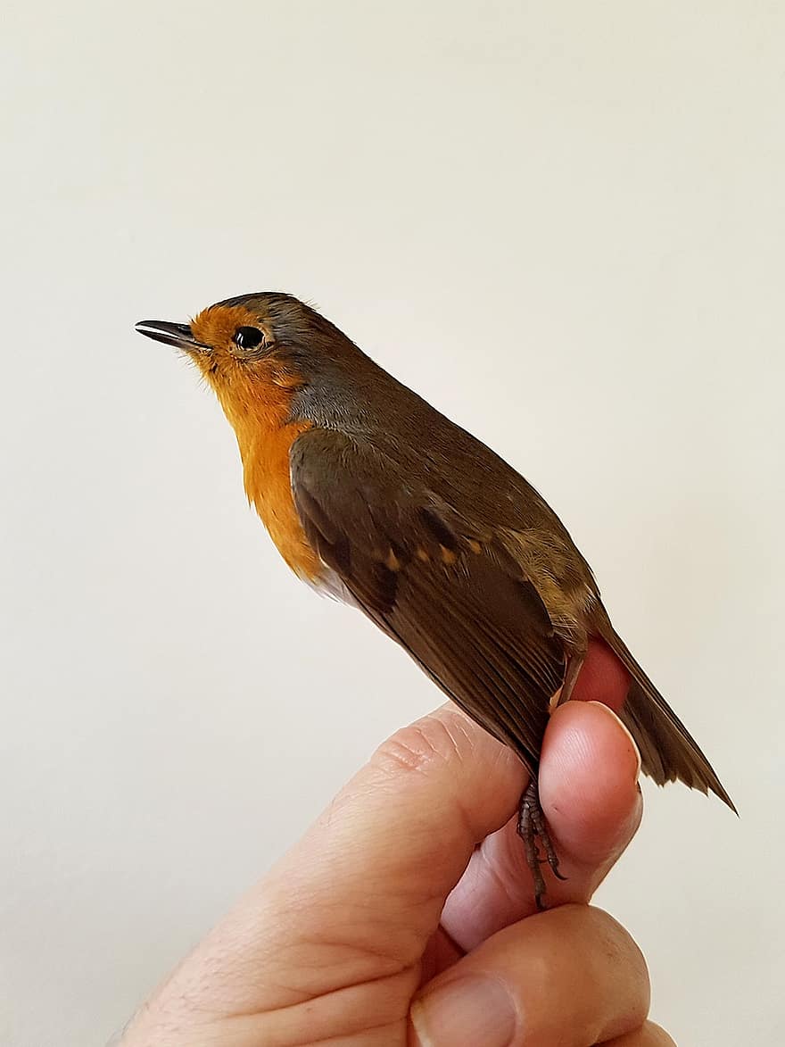 Robin, pájaro, posado, animal, mano, plumas, plumaje, pico, cuenta, observación de aves, ornitología