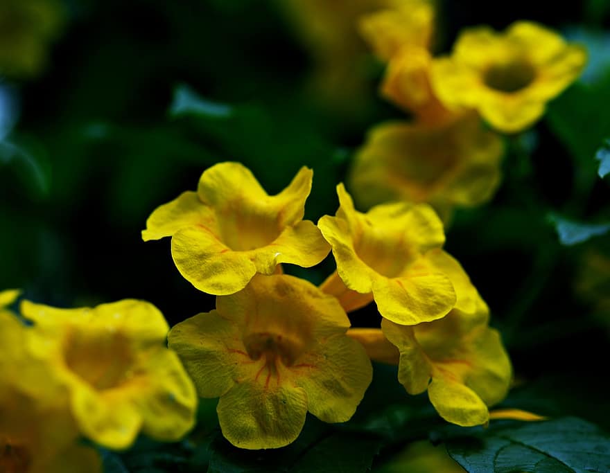 Sárga vén, sárga virágok, tecoma stan, virágok, kert, növényvilág, növény, virág, közelkép, levél növényen, sárga