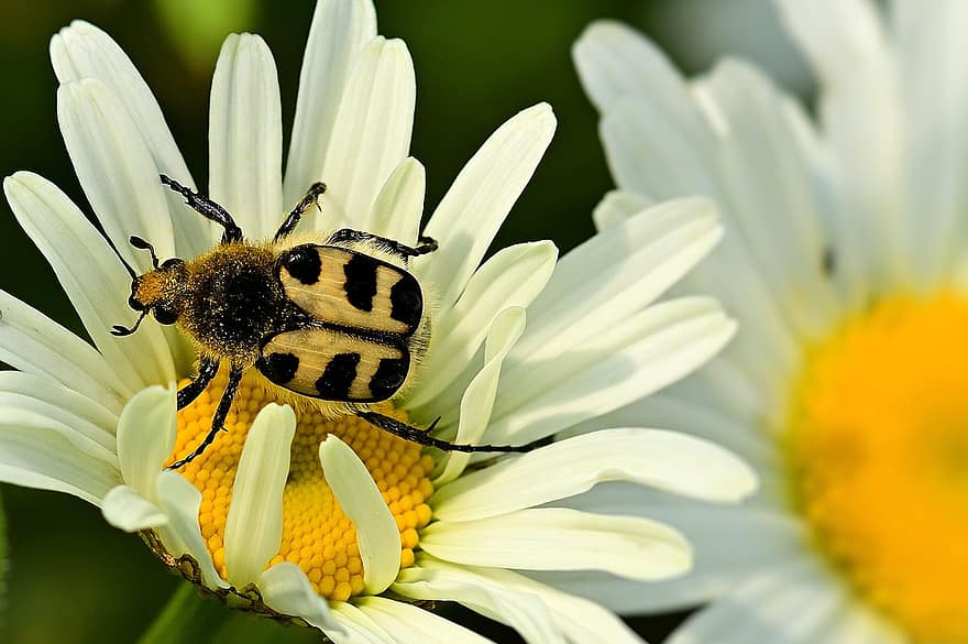 scarafaggio, pennello scarabeo, scarabeo spazzola di ferrovia liscia, insetto, fiorire, fioritura, fiore, avvicinamento, natura, giardino, giallo