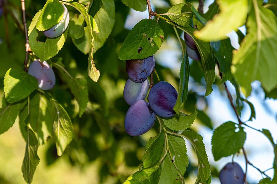 prunes, arbre, fruita, jardí, naturalesa, branca, madur, pruna, planta, saludable, vitamines