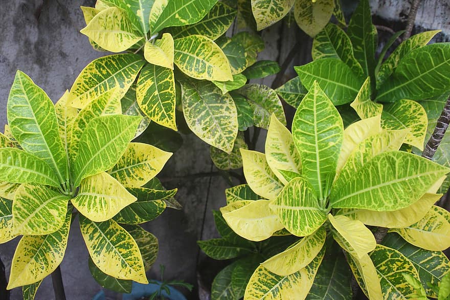 Plants, Shrub, Foliage, Wallpaper, Nature, leaf, plant, green color, close-up, backgrounds, freshness