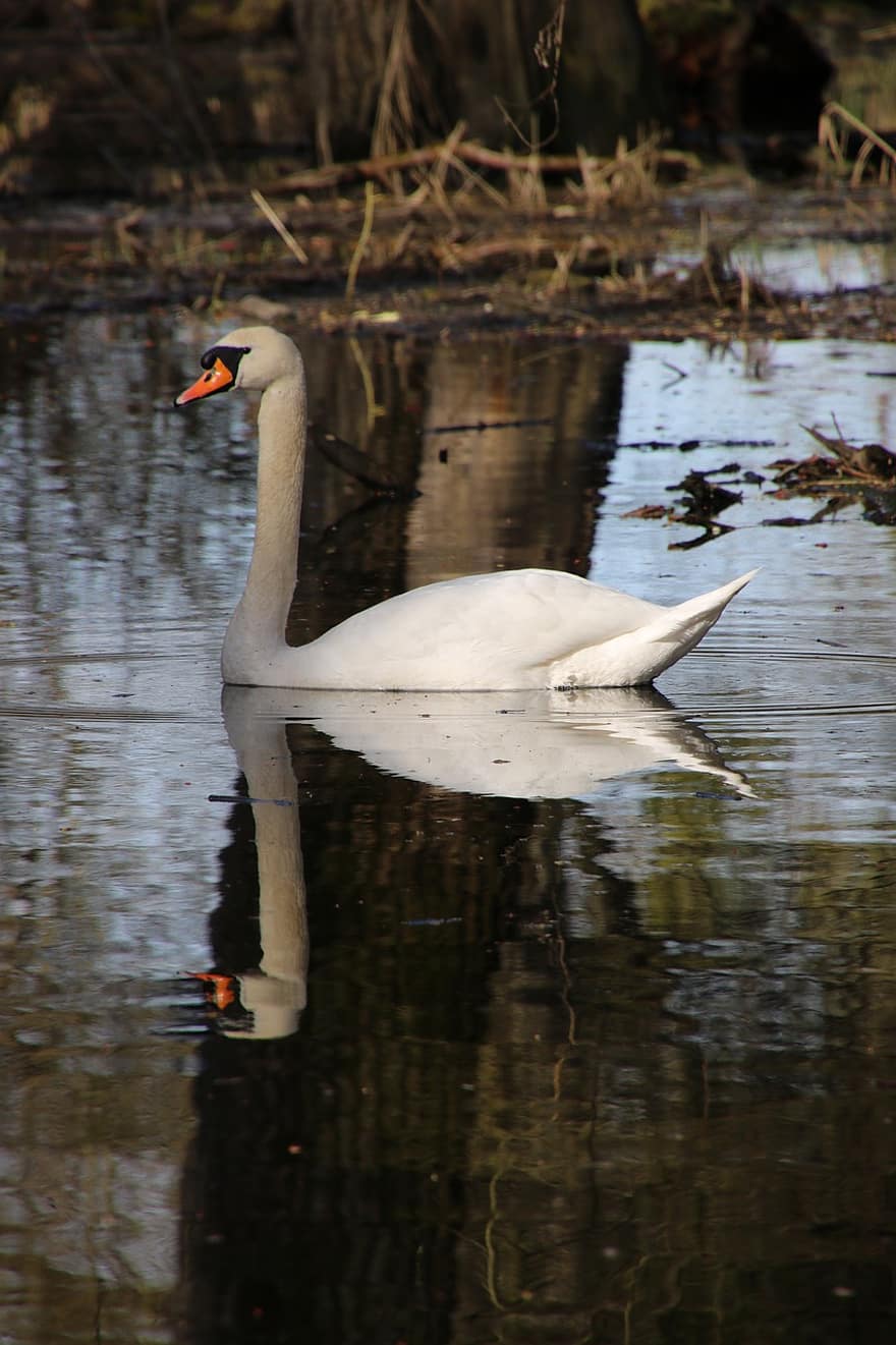 Swan, Bird, Waterfowl, Animal, Avian, Lake, Water, Water Reflection